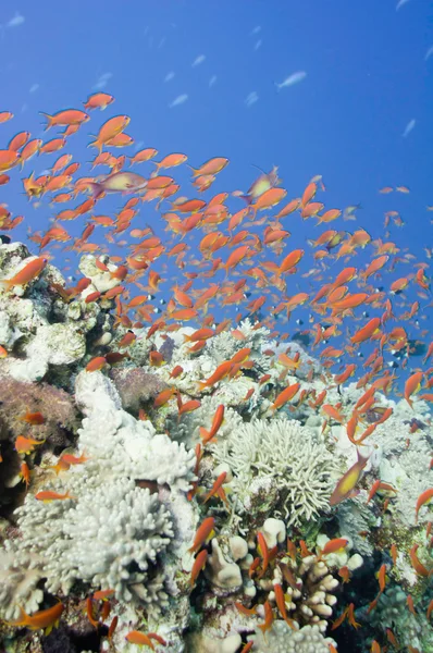 Grande escola de peixe dourado — Fotografia de Stock