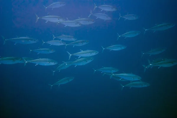 Shoal of tuna fish — Stock Photo, Image