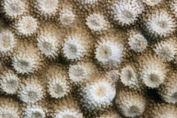 熱帯珊瑚. — ストック写真
