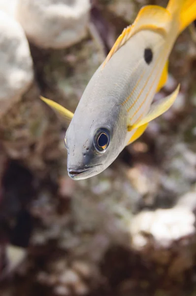 Juvenil de peixe de um encaixe de ponto — Fotografia de Stock