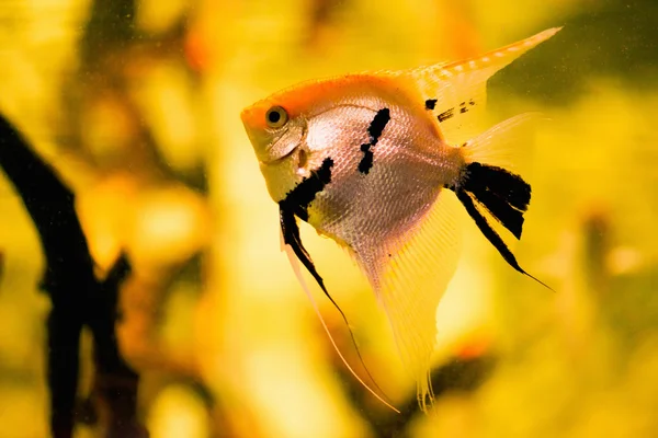 Imagem subaquática de Angelfish de água doce — Fotografia de Stock