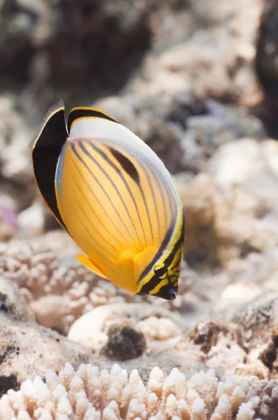 Pesce farfalla coda nera giallo — Foto Stock