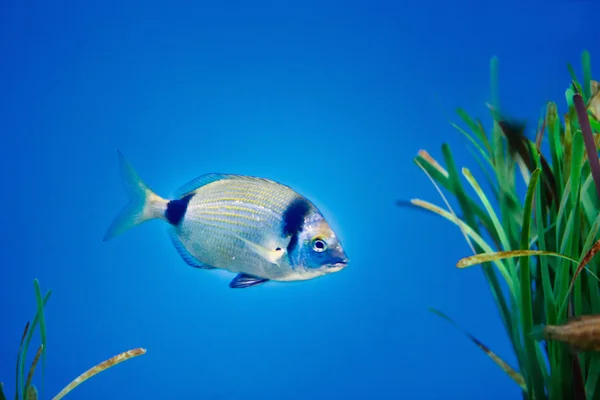 Unterwasserbild des Diplodus vulgaris — Stockfoto