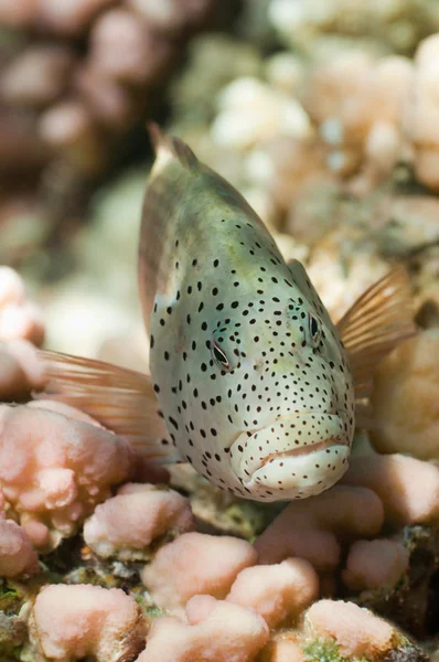 Blackside Hawksfish och koraller — Stockfoto