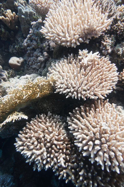 Finger corals formations — Stock Photo, Image