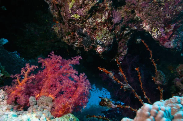 Grieta de coral con vida marina — Foto de Stock