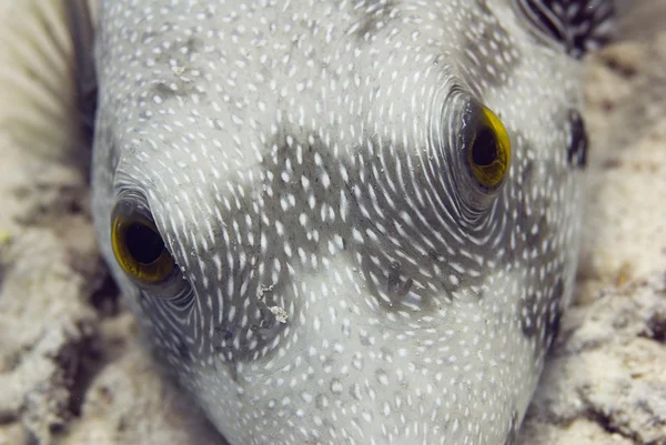 Tropical Pufferfish close-up — стоковое фото