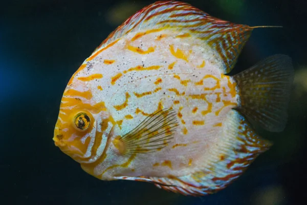 Imagem subaquática do Lionfish — Fotografia de Stock