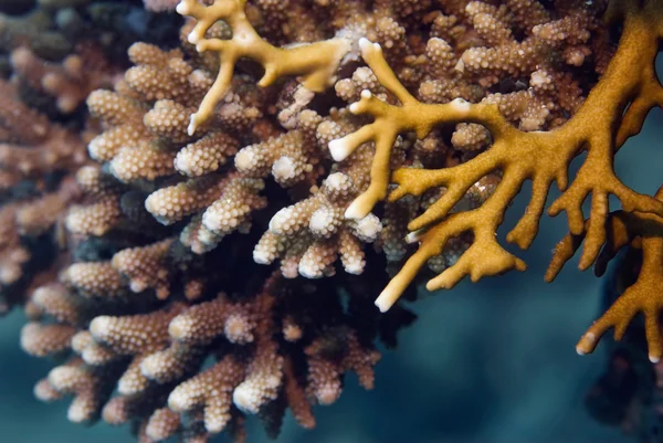 Crescimento do coral dedo — Fotografia de Stock