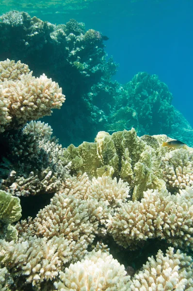 Rich coral gardens beneath surface — Stock Photo, Image