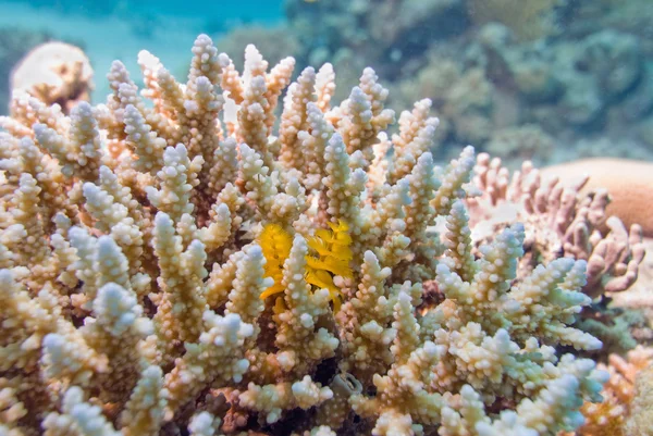 Christmas tree worm Underwater — Stock Photo, Image