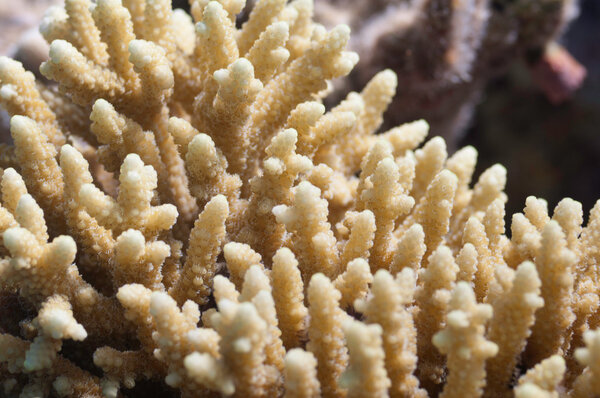 Beautiful finger coral