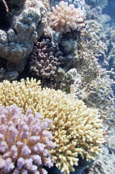 Beautiful coral formations — Stock Photo, Image