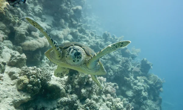 Unechte Karettschildkröte im Meerwasser — Stockfoto