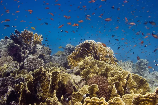 Peixes tropicais nadando no recife de coral — Fotografia de Stock