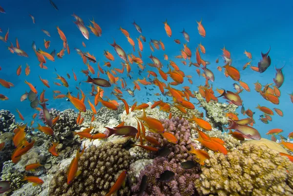 Pesci corallo che nuotano nel Mar Rosso — Foto Stock