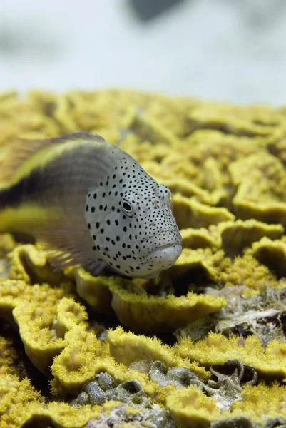 Peces tropicales sobre coral amarillo — Foto de Stock