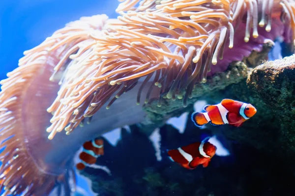 Imagem subaquática de peixes nadadores — Fotografia de Stock