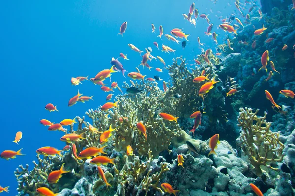 Escola de peixes tropicais — Fotografia de Stock