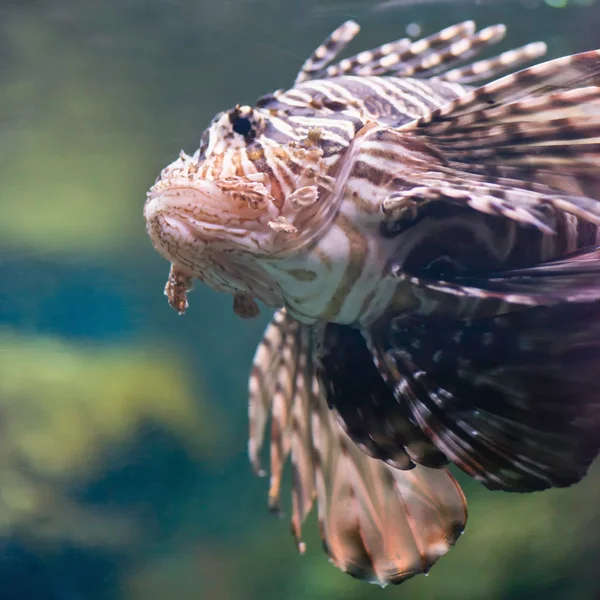 Underwater image of  Lionfish — Stock Photo, Image