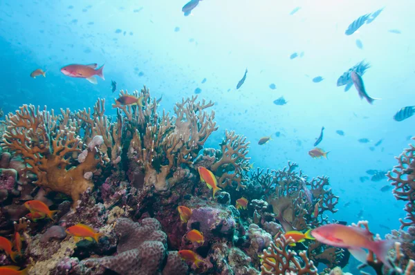 Vida marinha com corais tropicais — Fotografia de Stock