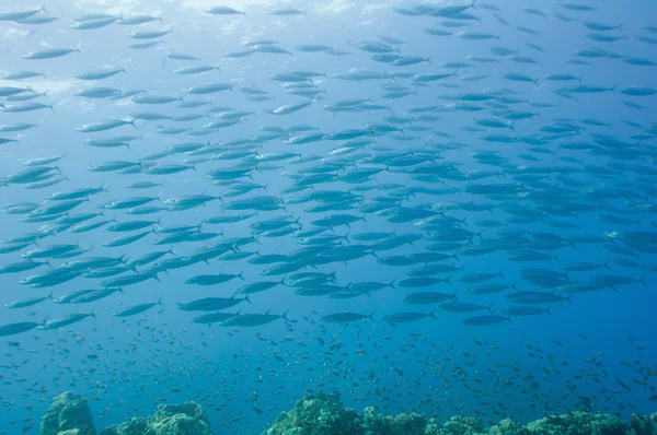 Grande scuola di pesce — Foto Stock