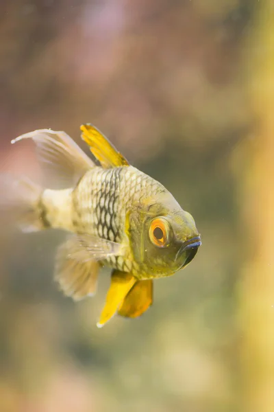 Peixes tropicais de água doce — Fotografia de Stock