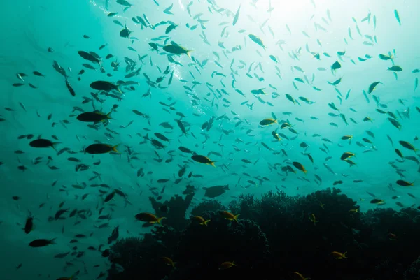 Coral gardens over sun ligh — Stock Photo, Image