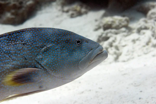 Koraal grouper vis — Stockfoto