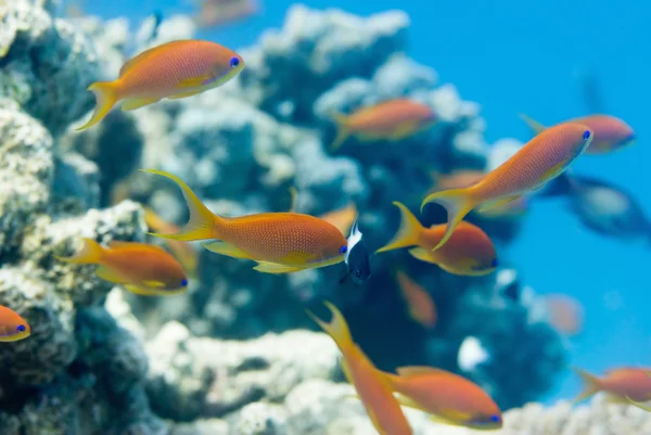 Kleurrijke anthias vis — Stockfoto