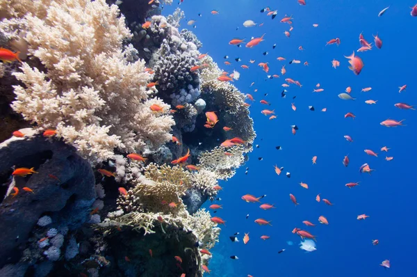 School of tropical fish — Stock Photo, Image