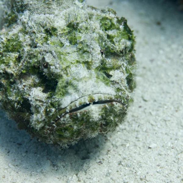 dangerous stone fish