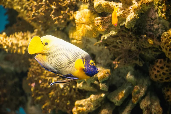 Máscara amarela angelfish — Fotografia de Stock