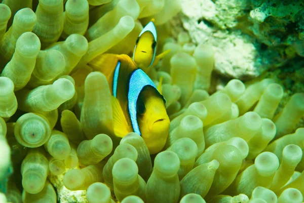Clownfish paar in hun habitat anemone — Stockfoto