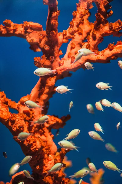 热带鱼在珊瑚游泳 — 图库照片