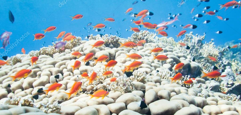 school of anthias over coral formation