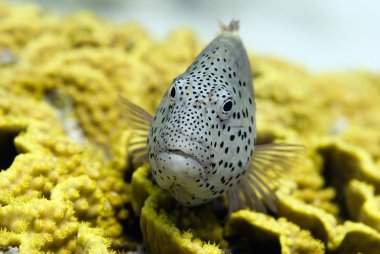  tropikal cüce halfspotted orfoz 
