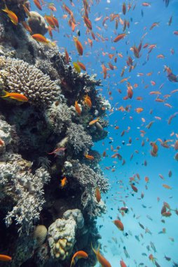 Mercan resif üzerinde deniz yaşamı