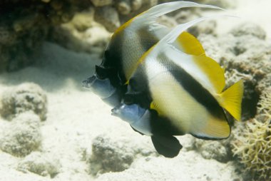 Red Sea'deki/daki bannerfish çifti