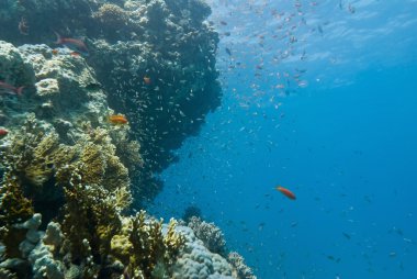 Underwater coral landscape clipart