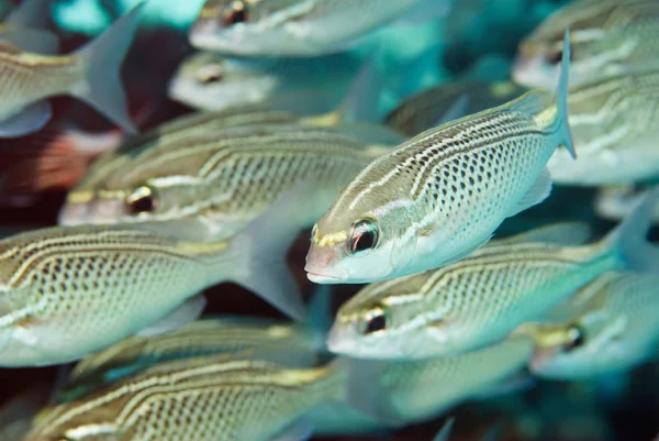 Fish school with one standing out. — Stock Photo, Image