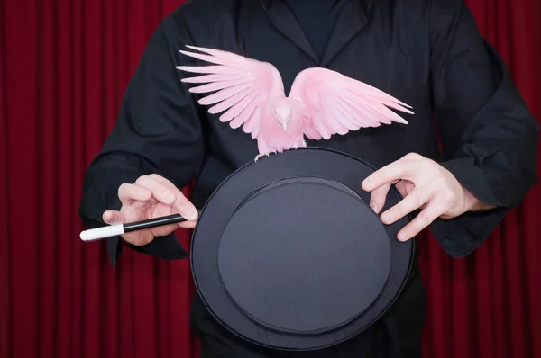 Pigeon comes out of magicians hat — Stock Photo, Image