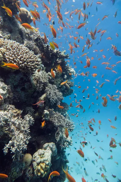 Vida marina en los arrecifes de coral — Foto de Stock