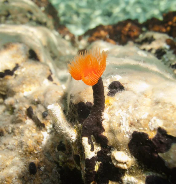 Filter feeding tube worm