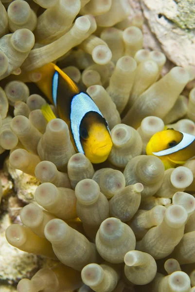 Clownfish swimmimg via de anemone. — Stockfoto