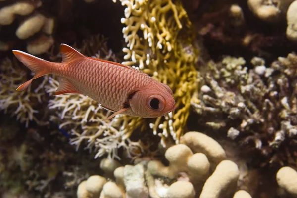 SquirrelFish med utbud av koraller — Stockfoto