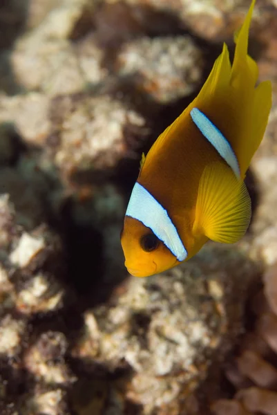 Tropical Clownfish underwater — Stock Photo, Image