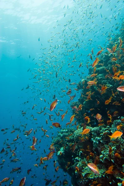 Rich marine life on the coral reefef — Stock Photo, Image