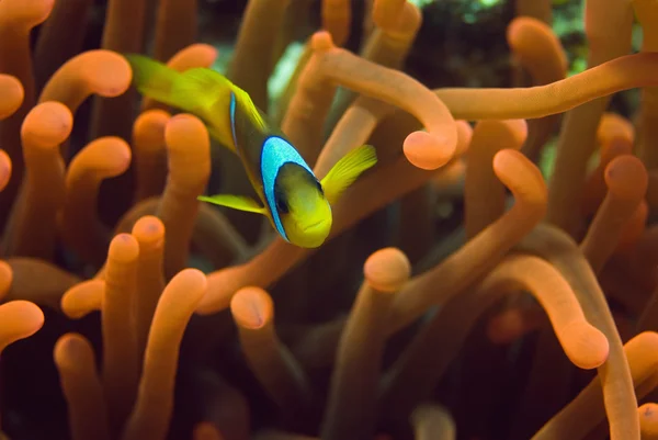 Clownfish swimming in red anemone tentacles — Stock Photo, Image