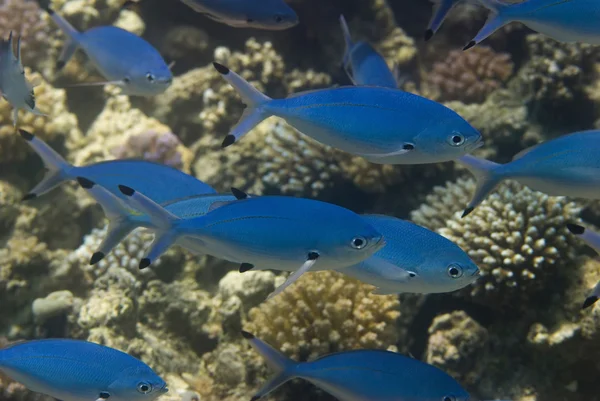 Lunar fusilier fish in the Red Sea — Stock Photo, Image